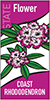 Thumbnail of state flower (Coast Rhododendron) banner