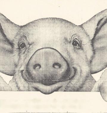 A realistic pencil illustration of the face of a pig with a sort of smile on its face.