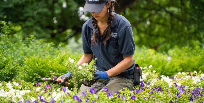 Capitol Campus groundskeeper wearing DES shirt and hat plants flowers in a campus flower bed
