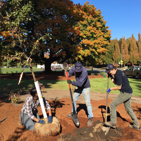 Grounds crew planting an Oregon white oak at the corner of the South Diagonal and Capitol Way on west campus. Left to right: Jessica Dorian, Kevin Battin and Kailee Moulton.