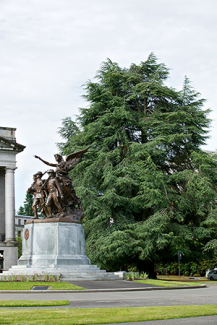 Atlas cedar tree