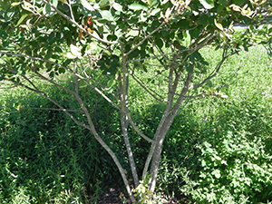 Autumn Brilliance Amelanchier Trunk