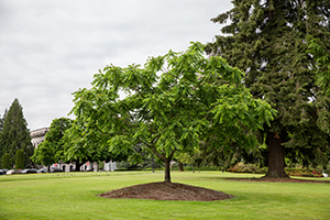 Douglas Fir