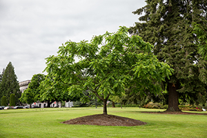 Bush Butternut/White Walnut