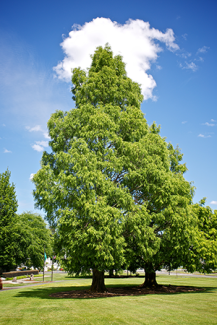 Douglas Fir