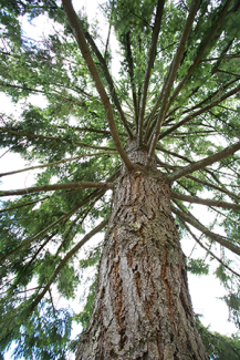 Douglas Fir