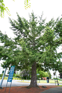 Douglas Fir