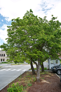 Eastern Dogwood Tree