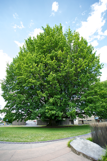 English oak tree