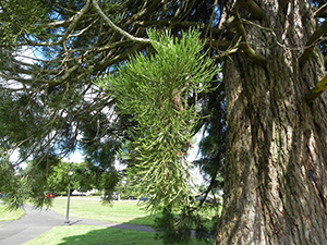 Giant Sequoia Needles