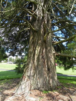 Giant Sequoia Trunk