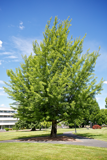 Ginkgo tree
