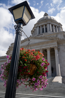 A hanging basket of flowers is suspended from a lamp post with the Capitol Building in the background.