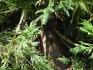 Japanese Cryptomeria Trunk