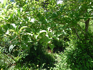 Japanese Snowbell Leaves