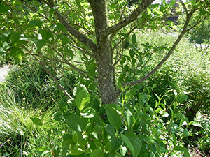 Japanese Snowbell Trunk