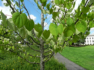 Katsura Trunk