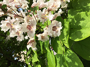 Northern Catalpa (Catalpa speciosa)