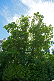 Red Oak tree