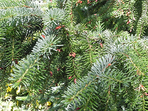 Serbian Spruce Needles