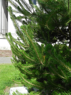 Shore Pine Needles