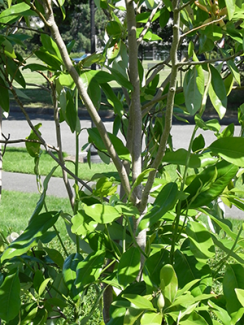 Sweetbay Magnolia Trunk