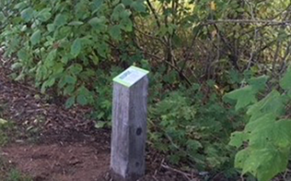 DES crews installed 11 new plant signs along the Interpretive trail, and plans to update plantings for six of these signs -- Soft Rush, Sword Fern, Serviceberry, Salal, Black Gooseberry, and Evergreen Huckleberry.