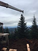 Holiday tree selection in the forest