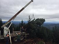 Holiday tree mid-harvest using a crane