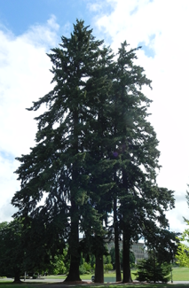 Western Hemlock