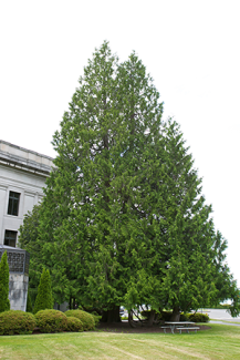 Western red cedar (Thuja plicata)