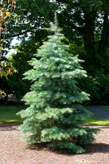 White fir (Abies concolor)
