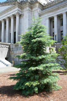 White fir (Abies concolor)