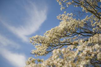 Flowering Dogwood