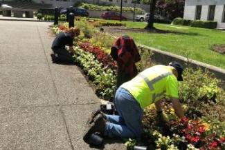 Workers planting flowers near the sundial on the Capitol Campus. 
