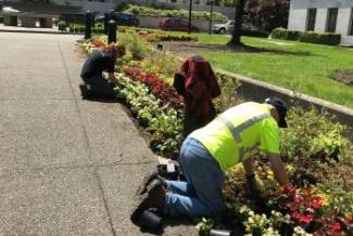 Workers planting flowers near the sundial on the Capitol Campus.