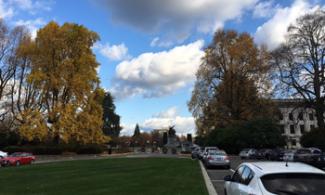 Five tulip trees tower on the west Capitol Campus in Olympia