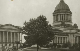 A historical photograph of the Norway Maple on the Washington state Capitol Campus near the sunken garden.