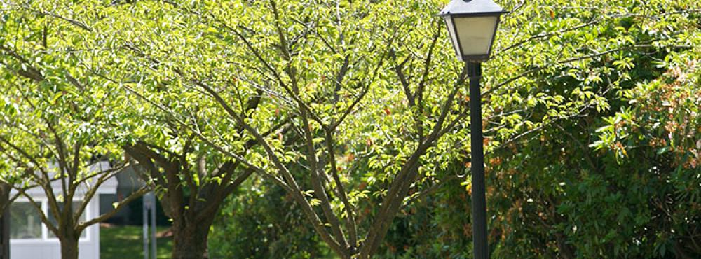 Kwanzan flowering cherry trees prior to bloom with green leaves