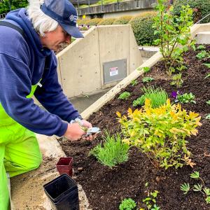 DES staff person bends over the garden to plant starter flowers and plants