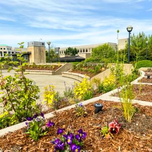 The pollinator garden with new plantings