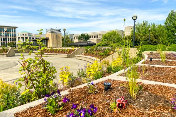 The pollinator garden with new plantings