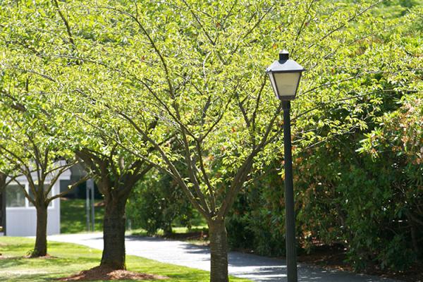 Kwanzan flowering cherry trees prior to bloom with green leaves